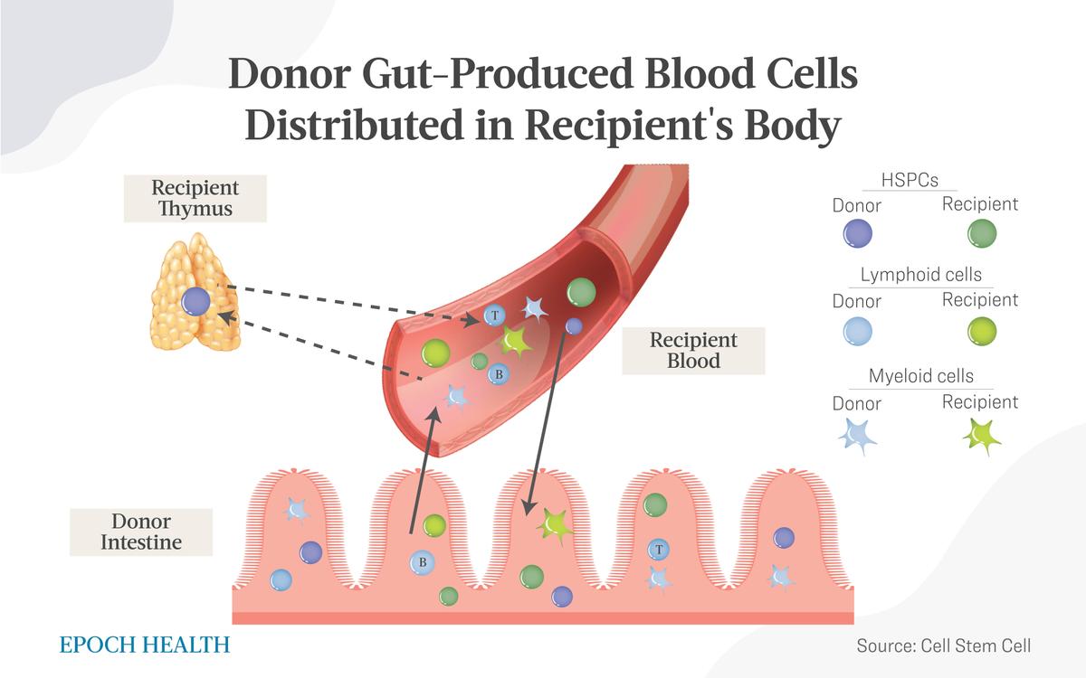 Researchers found hematopoietic stem and progenitor cells were created in the gut by transplanted intestinal tissue. (The Epoch Times)