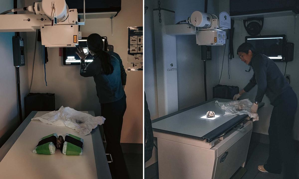 A veterinarian takes X-ray scans of an arctic squirrel found in the Klondike goldfields of Dawson City in 2018. (Courtesy of Government of Yukon)