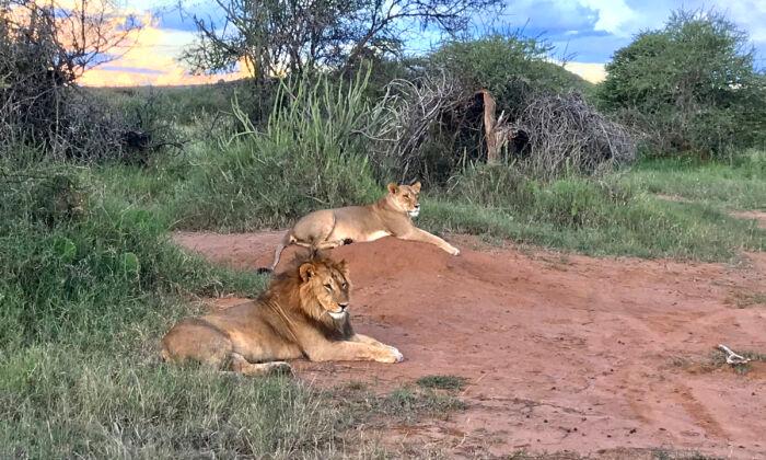 Think a Safari Can’t Be Romantic? Kenya’s Tented Camp Resorts Add Splendor to a Honeymoon Adventure