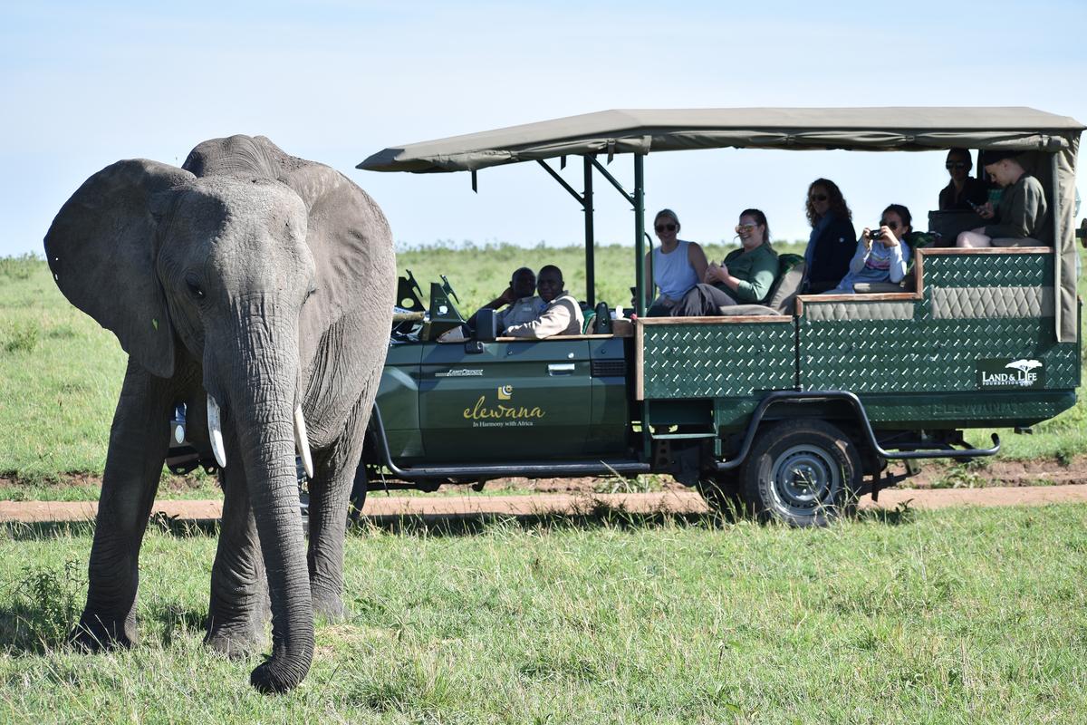 The elephant herds of the Masai Mara are legendary for their sheer numbers, and oftentimes a curious bull will clamor close to safari vehicles for a better look. (Mary Ann Anderson/TNS)
