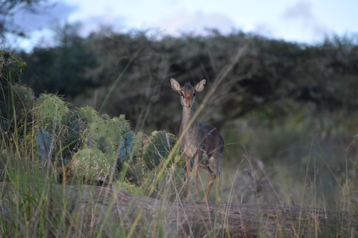 A dik-dik, among Kenya’s smallest antelopes, weighing in at only 6 to 13 pounds, checks out the company at Kenya's Loisaba Conservancy. (Mary Ann Anderson/TNS)