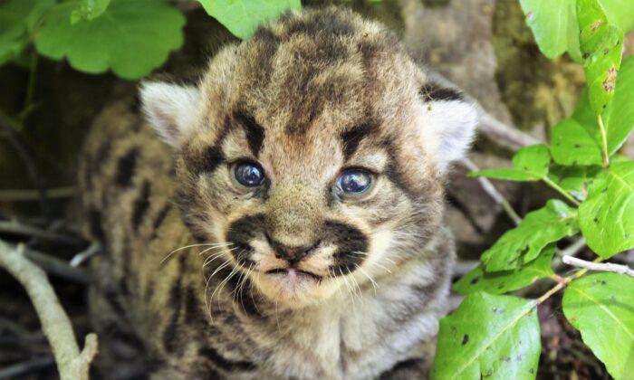 3 Mountain Lion Kittens Discovered in Simi Hills