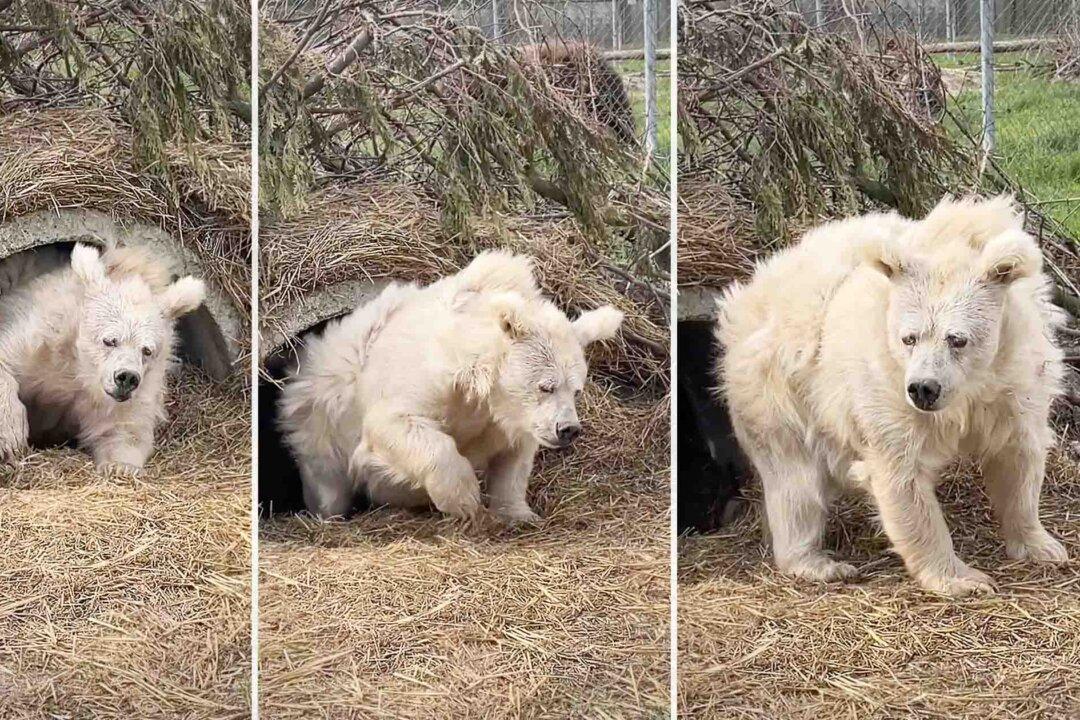 Amusingly Disheveled Bear Goes Viral for Waking Up Groggy, Lumbering Forth to Start Day at Zoo