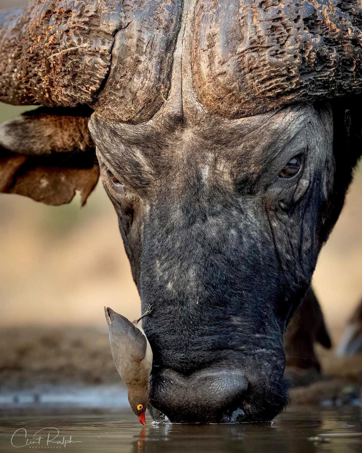A red-billed oxpecker landing on an African buffalo's face to drink water. (Courtesy of <a href="https://clintralphphotography.co.za/">Clint Ralph Photography</a>)