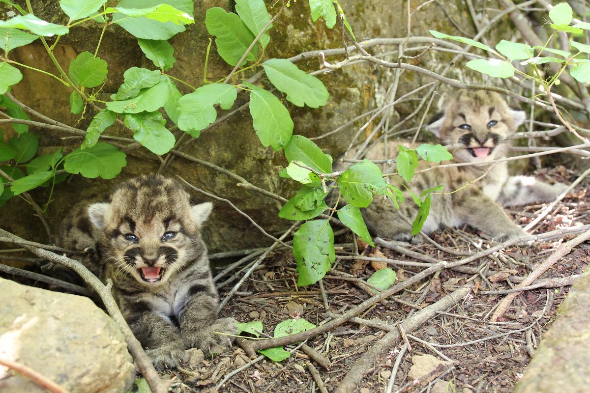 A photograph taken inside P-77's den shows a pair of mountain lion kittens discovered in the Simi Hills by NPS biologists on May 18. (Courtesy of National Park Service)