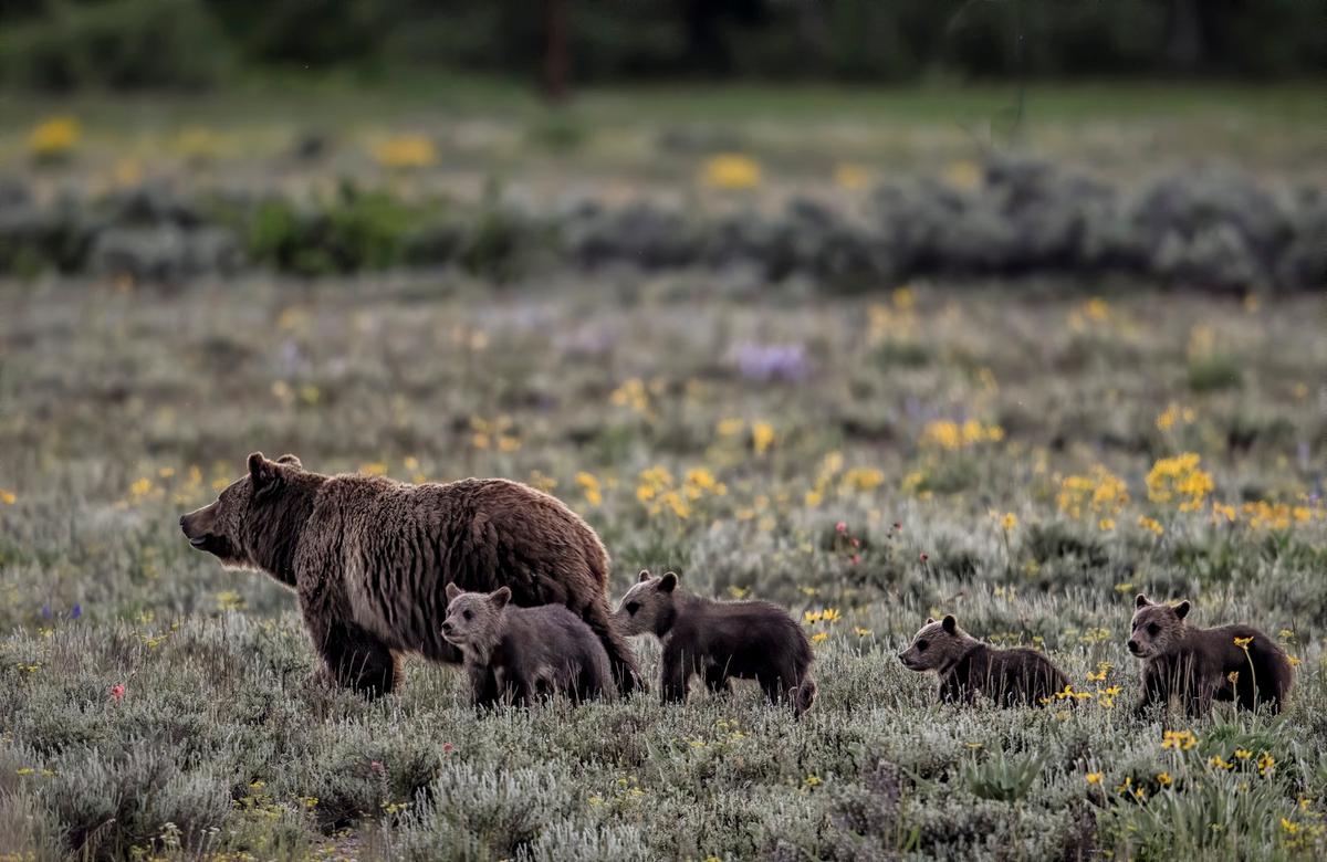 Jorn Vangoidtsenhoven's most popular photo, of Grizzly 399 with four of her cubs in 2020. (Courtesy of <a href="https://www.instagram.com/vangophotos/">Jorn Vangoidtsenhoven</a>)