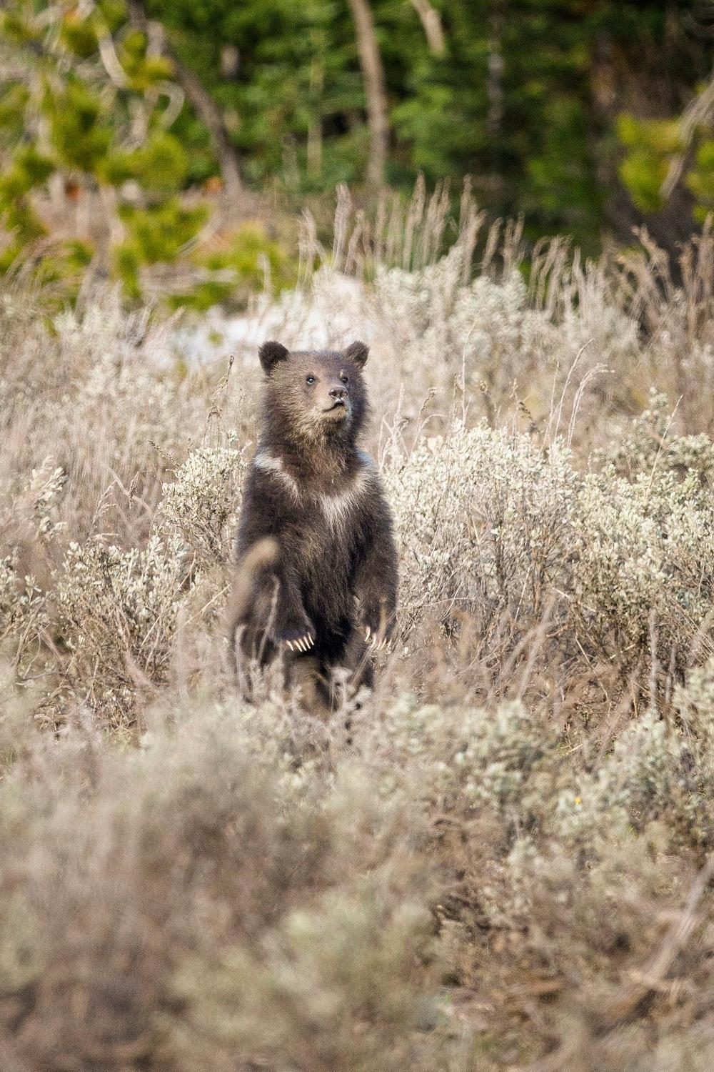 Grizzly 399's cub (Courtesy of <a href="https://www.instagram.com/vangophotos/">Jorn Vangoidtsenhoven</a>)