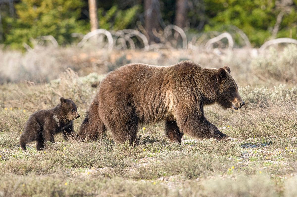 Grizzly 399 and her cub, May 2023 (Courtesy of <a href="https://www.instagram.com/vangophotos/">Jorn Vangoidtsenhoven</a>)