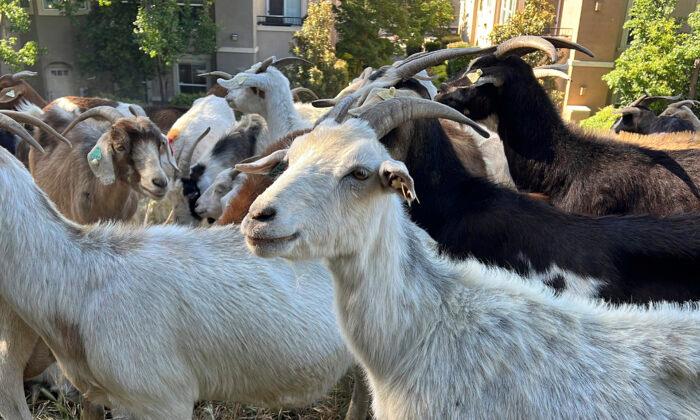 12 Goats Allegedly Stolen from Family-Owned Dairy Farm in Southern California