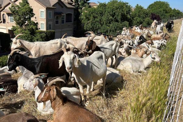 Goats graze on dry grass next to a housing complex in West Sacramento, Calif., on May 17, 2023. (Terry Chea/AP Photo)