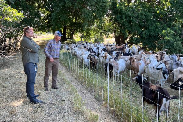 Jason Puopolo, parks superintendent for City of West Sacramento, and Tim Arrowsmith, owner of Western Grazers, look at a herd of grazing sheep in West Sacramento, Calif., on May 17, 2023. (Terry Chea/AP Photo)
