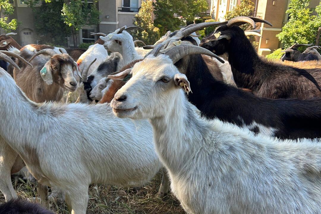 California Overtime Law Threatens Use of Grazing Goats to Prevent Wildfires