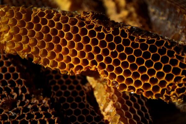 Dried honeycomb cells are seen at Bowral Bees in Bowral, Australia, on May 17, 2021. (Lisa Maree Williams/Getty Images)