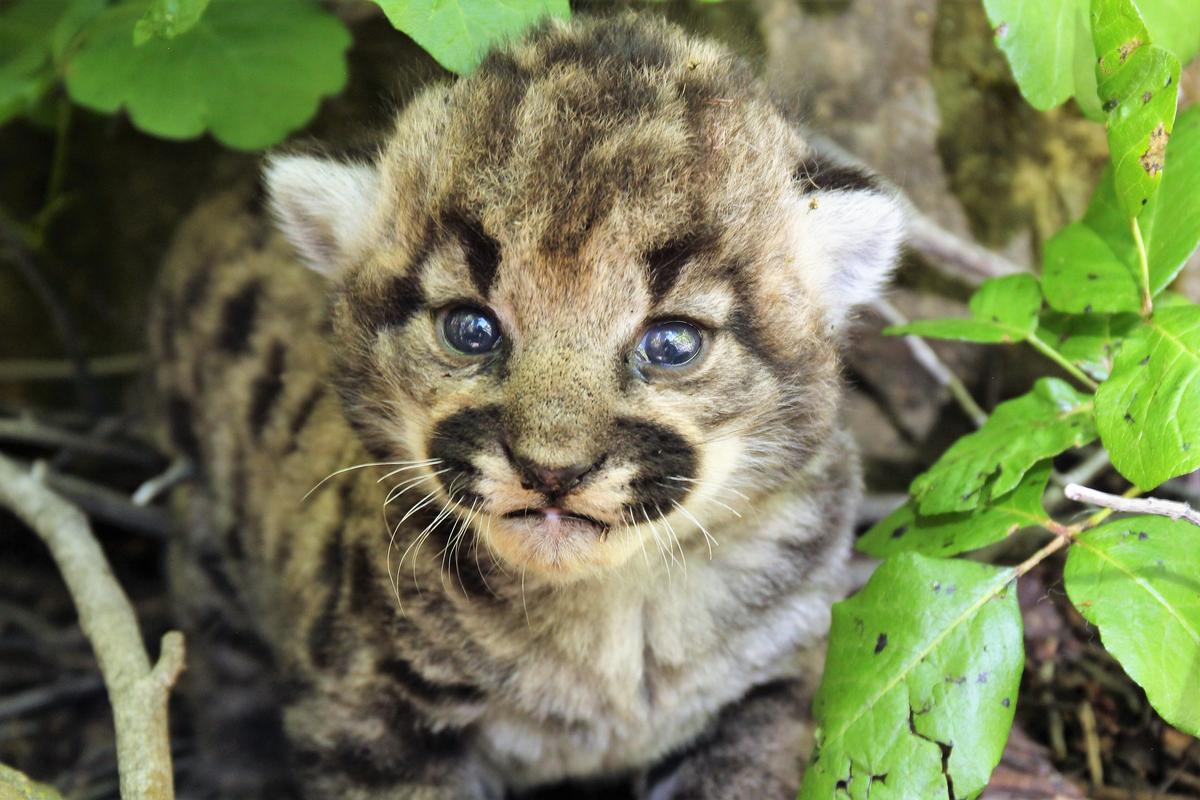Detail of a mountain lion cub found within P-77's den in the Simi Hills on May 18. (Courtesy of National Park Service)