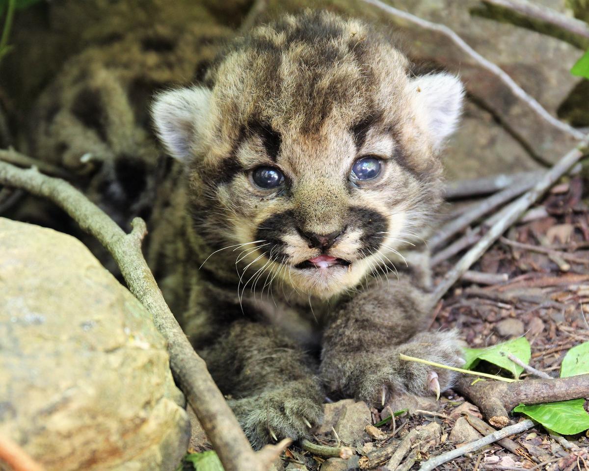 The not-so-ferocious face of a mountain lion kitten that was found in P-77's den is one of three that was discovered by NPS biologists on May 18 in the Simi Hills in Southern California. (Courtesy of National Park Service)