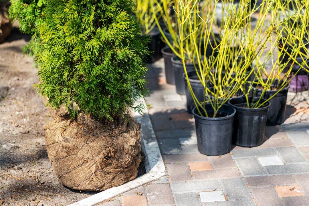 Buy a Tree in a Pot or Balled and Burlapped?