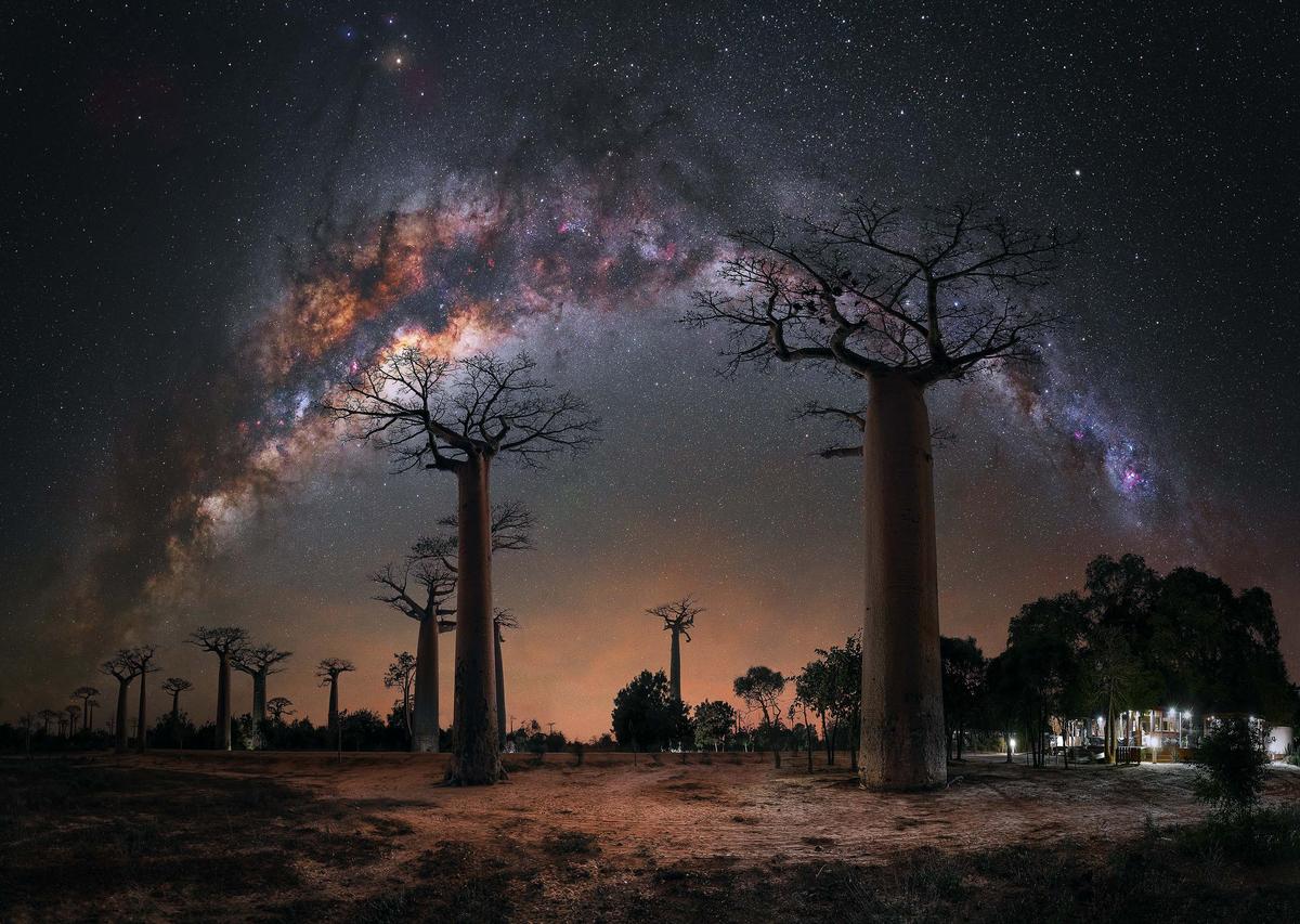 “Night under the Baobab Trees” by Steffi Lieberman. (Courtesy of Steffi Lieberman)