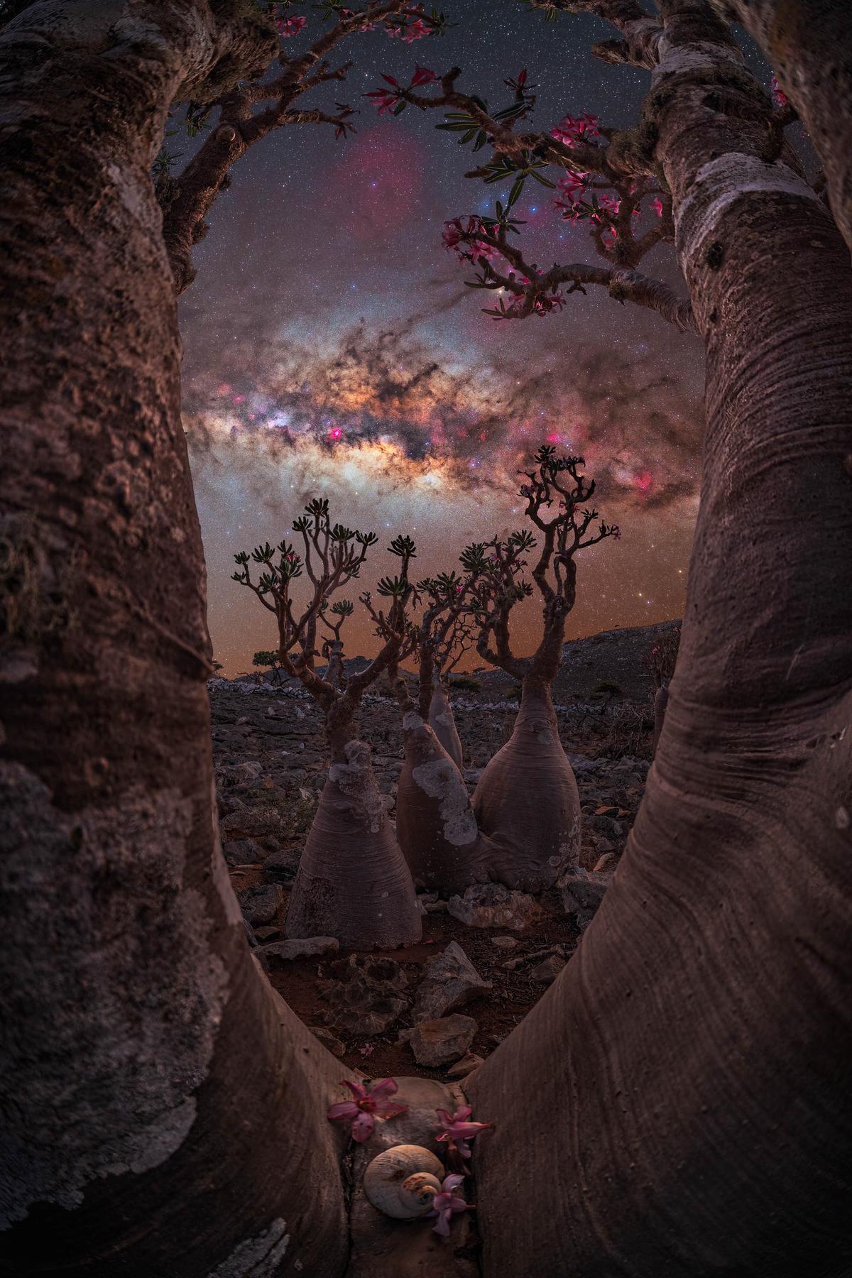 “The bottle tree portal” by Benjamin Barakat. (Courtesy of Benjamin Barakat)