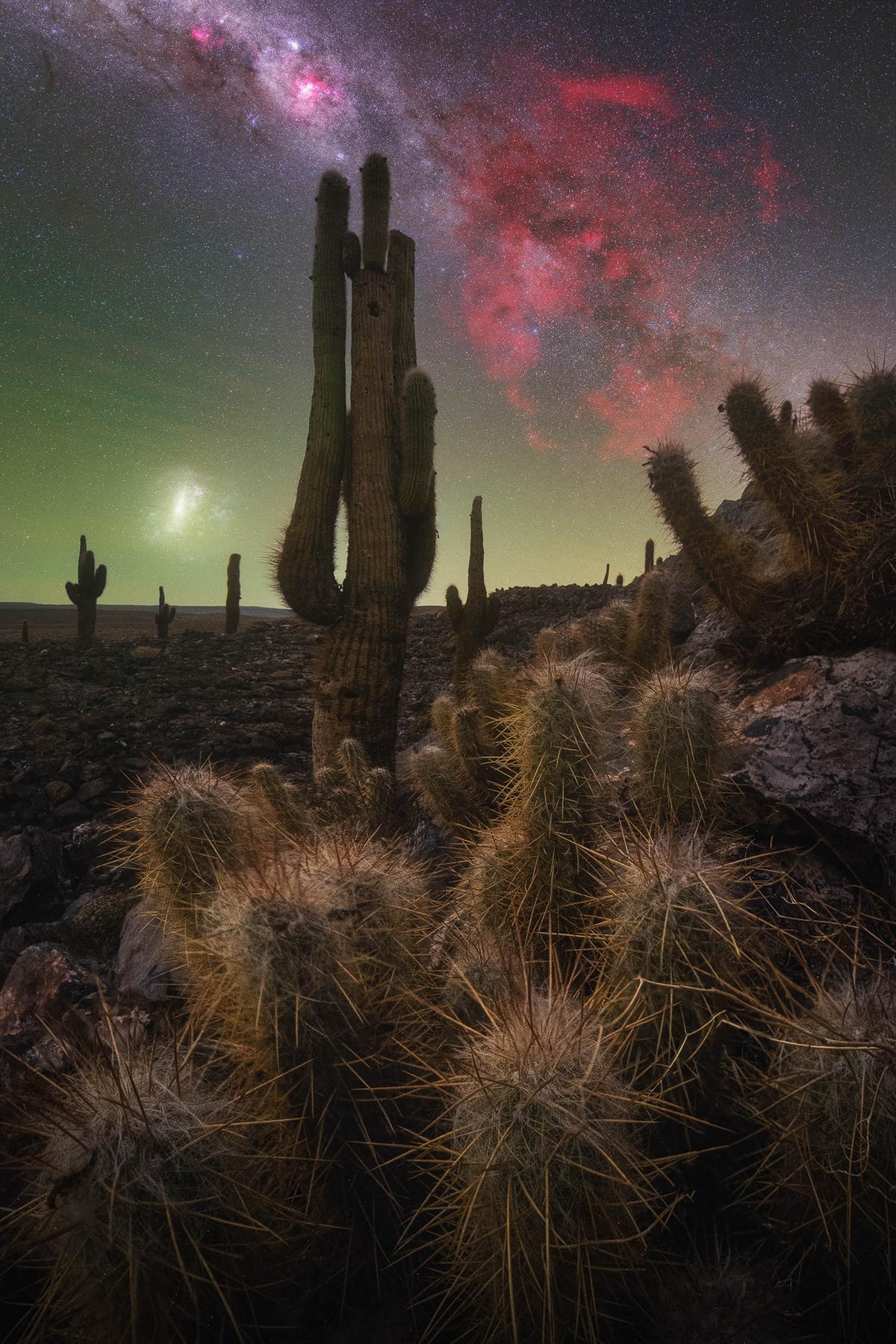 “The Cactus Valley” by Pablo Ruiz García. (Courtesy of Pablo Ruiz García)