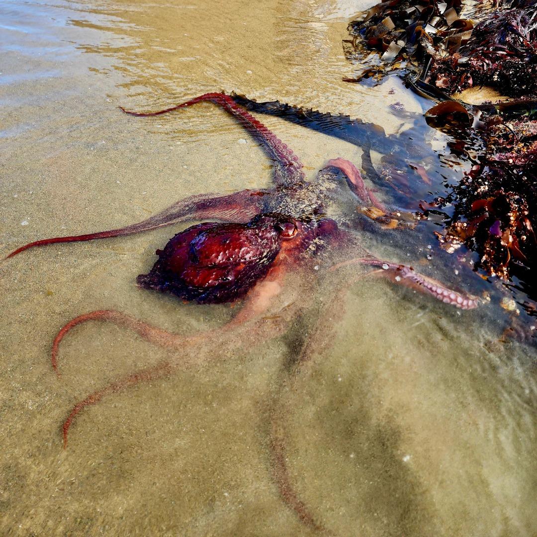 A giant Pacific octopus that was rescued by Haystack Rock Awareness Program (HRAP) staff 0n June 7, 2023. (Courtesy of Ben Meek & Lisa Habecker | HRAP)