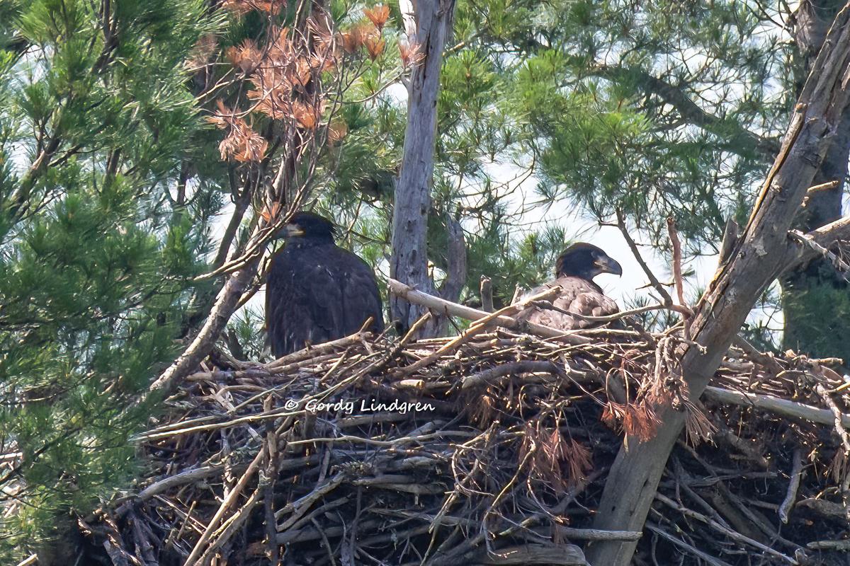 The bald eagle chicks have been doing well. (Courtesy of Gordy Lindgren)
