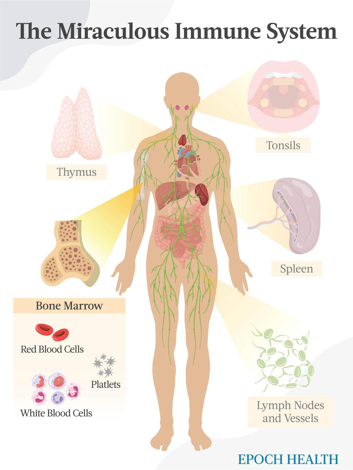 The Miraculous Immune System - Bone Marrow. (The Epoch Times)