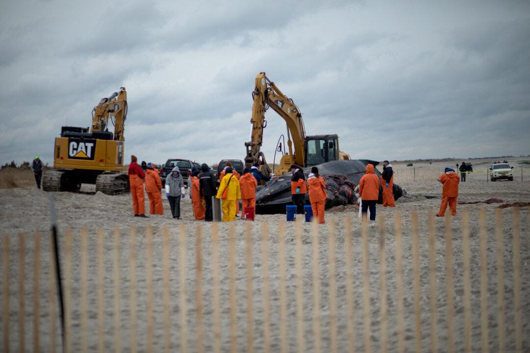 Post-Mortem Exams Being Performed on 2 Dead Whales Seen Floating Off New York This Week