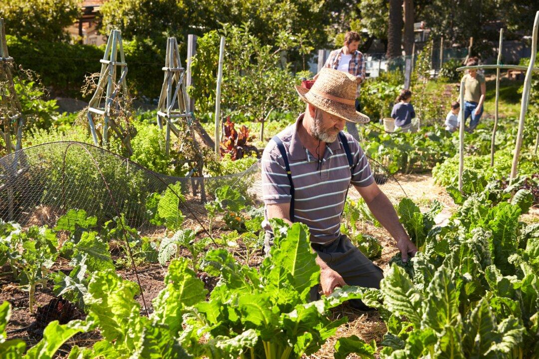 The Joys and Tribulations of the Budding Community Gardener