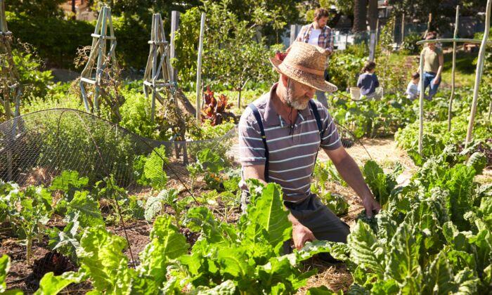 The Joys and Tribulations of the Budding Community Gardener