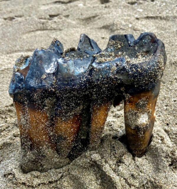 A Mastodon Tooth in the sand at an Aptos, Calif., beach in this May 26, 2023 photo. (Jennifer Schuh via AP)
