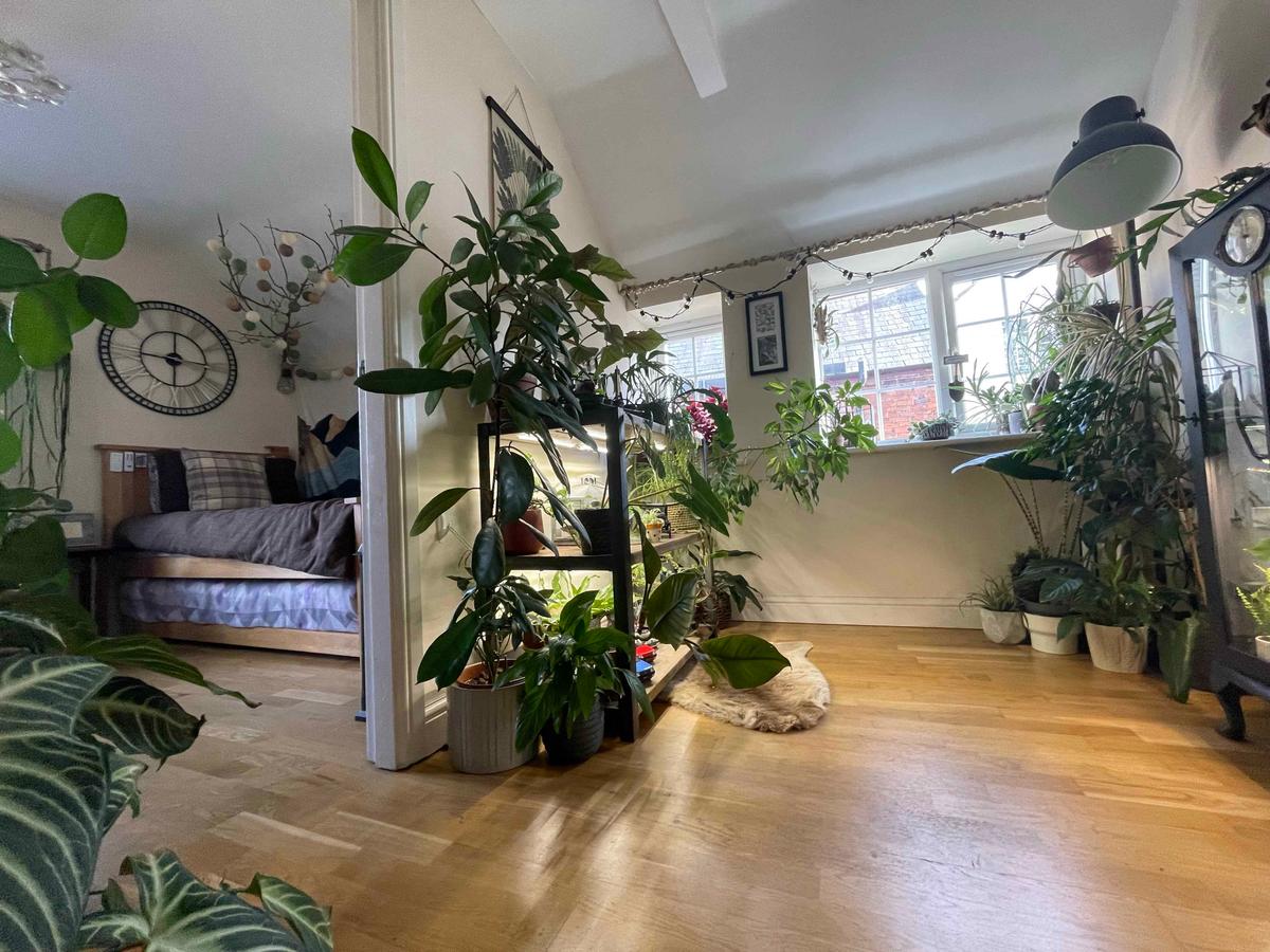 Joe Bagley's house filled with indoor plants. (Courtesy of Joe Bagley)