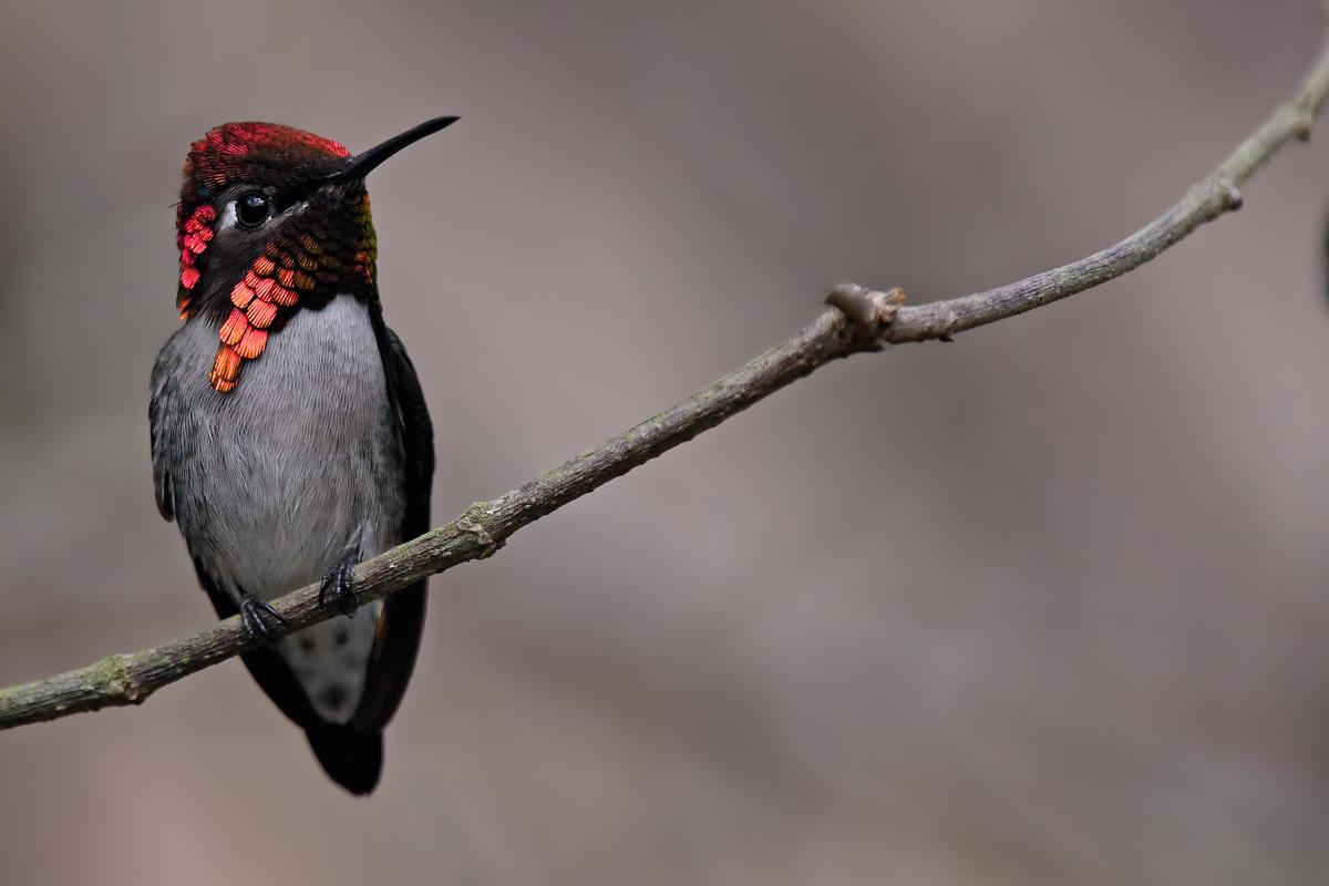A bee hummingbird with jewel-like metallic-red feathers sits perched on a branch. (Lev Frid/Shutterstock)