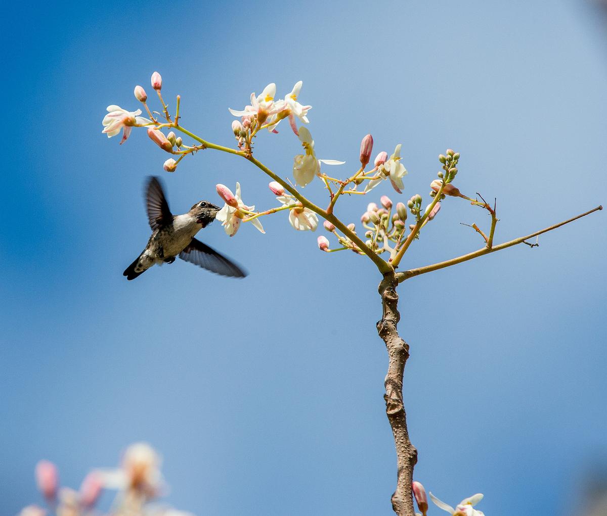 A male Cuban bee hummingbird feeds from a flowering branch. (Sergey Uryadnikov/Shutterstock)