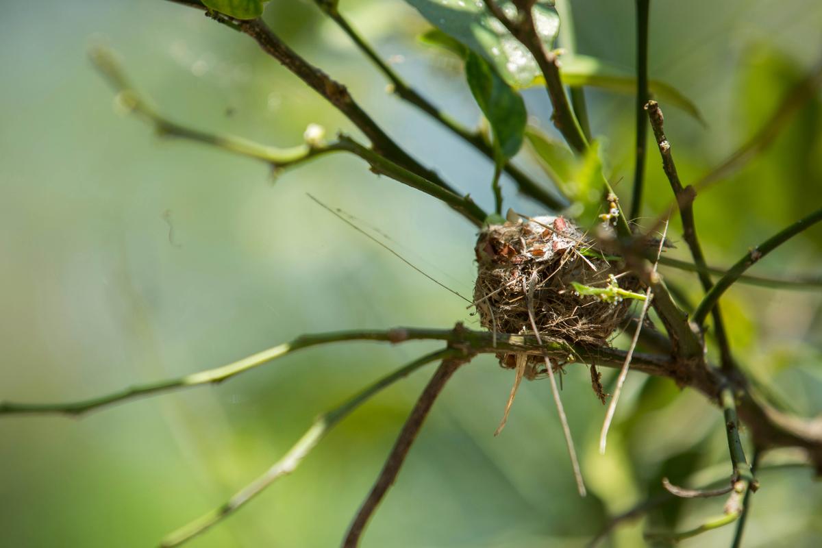 The nest of the Cuban bee hummingbird. (Danita Delimont/Shutterstock)