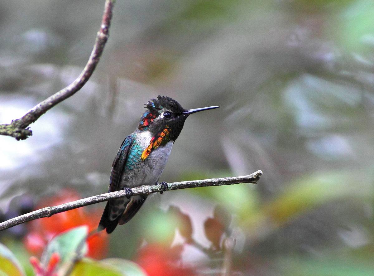 A bee hummingbird in Palpite, Cuba. (Gergo Nagy/Shutterstock)