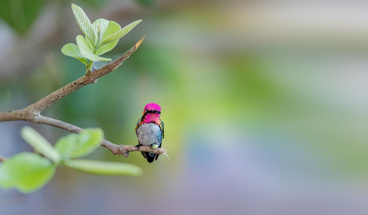 Bee hummingbirds such as this one are so small they have been mistaken for the insect of their namesake. (Wang LiQiang/Shutterstock)
