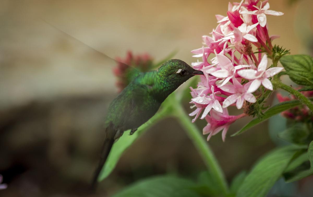 A green bee hummingbird dips its beak into a pink flower blossom. (Wirestock Creators/Shutterstock)