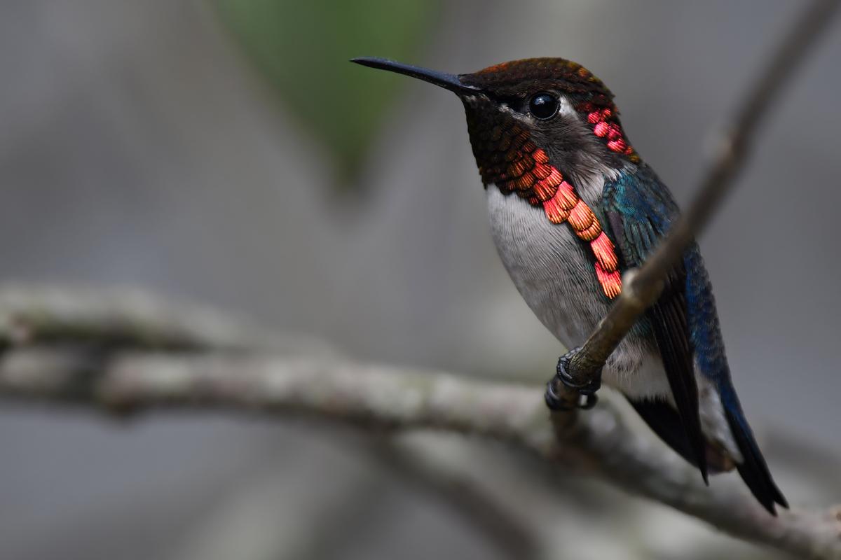 A male bee hummingbird perched on a branch. (Lev Frid/Shutterstock)