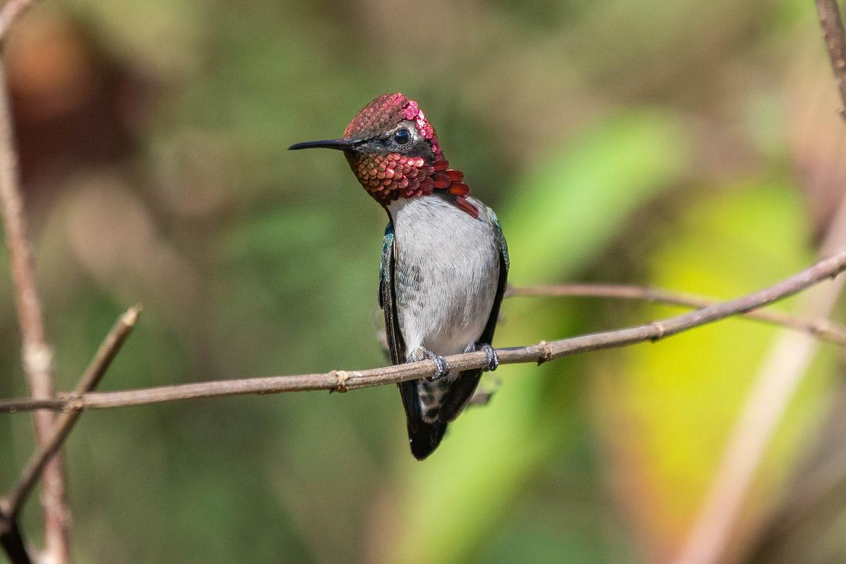 A male bee hummingbird sits perched in Playa Larga Cuba. (Piotr Poznan/Shutterstock)