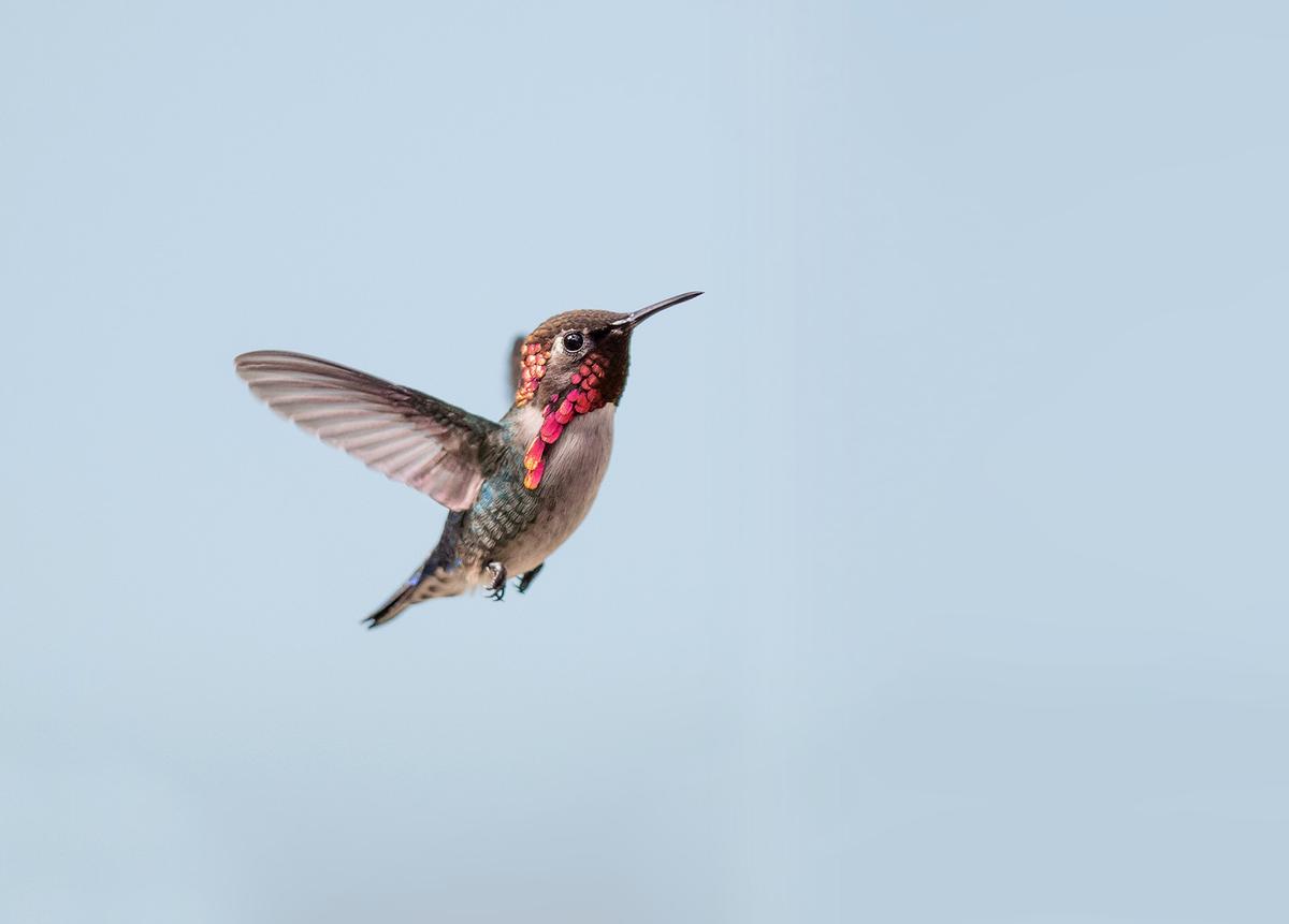 A bee hummingbird in flight. (Wang LiQiang/Shutterstock)