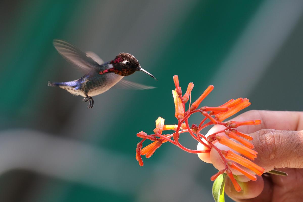 A bee hummingbird drinks nectar from a flower held in a person's hand near Playa Larga, Cuba. (James Bloor Griffiths/Shutterstock)