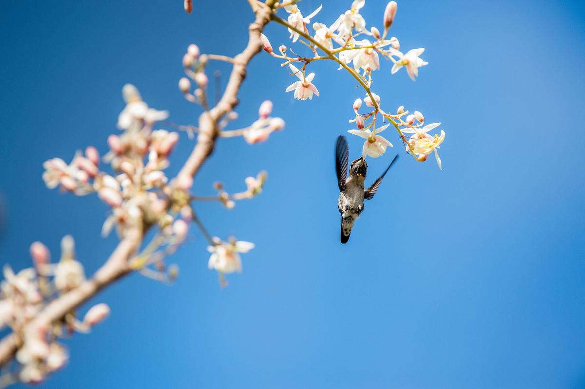 A Cuban bee hummingbird hunts for nectar from a blossom on the Zapata peninsula, Cuba. (Sergey Uryadnikov/Shutterstock)