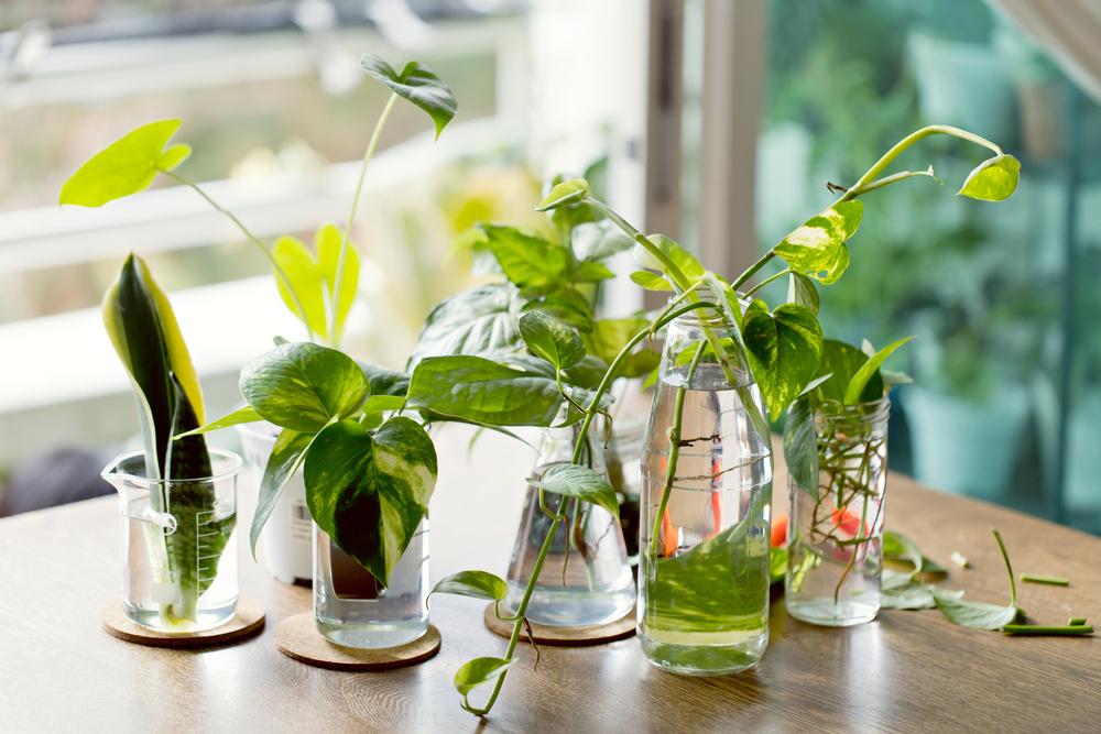 Putting cuttings into a jar of water gives them time to grow a root system.(AngieYeoh/Shutterstock)