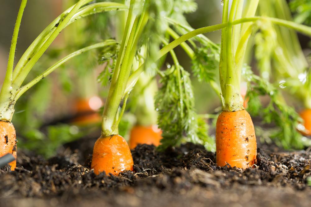 If part of your lawn space is covered in plastic in the spring, it will be ready to plant carrots by mid-summer. (135pixels/Shutterstock)