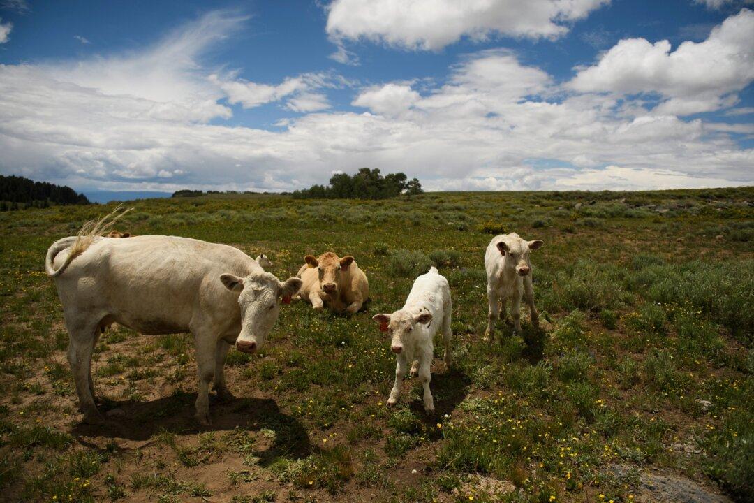 Irish Farmers Raise Alarm Over Government’s Proposal to Kill Off 200,000 Cows to Meet Emissions Reduction Goals