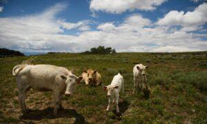 Where’s the Beef? Cattle Numbers Fall to Lowest Level in Decades