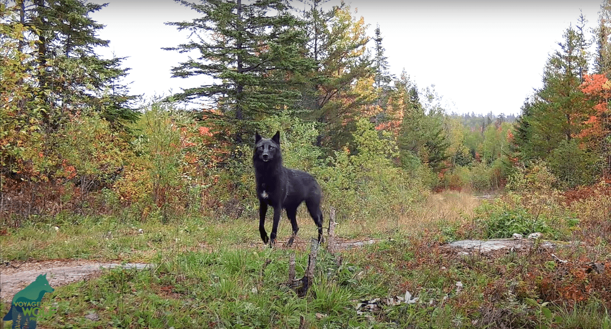 (Courtesy of <a href="https://www.youtube.com/@VoyageursWolfProject">Voyageurs Wolf Project</a>)