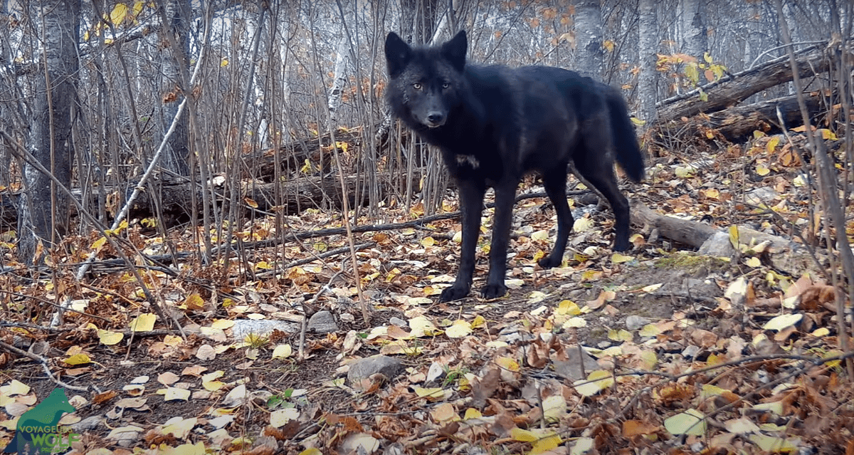 (Courtesy of <a href="https://www.youtube.com/@VoyageursWolfProject">Voyageurs Wolf Project</a>)