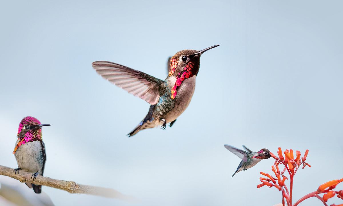b83.Discovering the Bee Hummingbird: A Fascinating and Misunderstood Wonder of Nature Resembling Bees