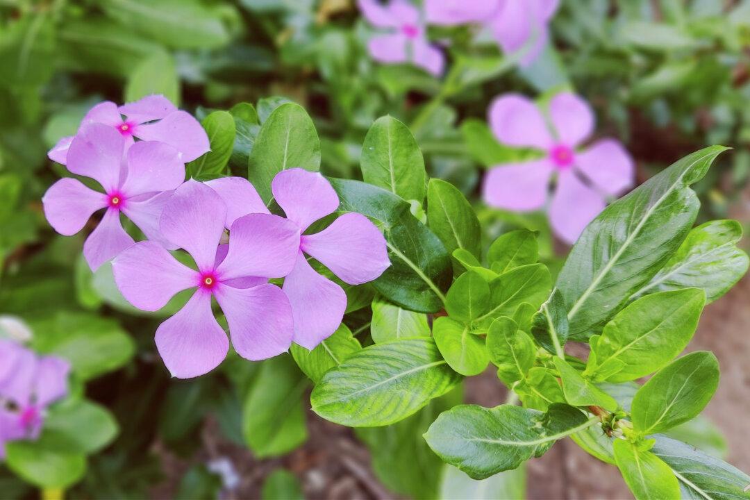 Why so Many Cancer Drugs Are Made From Periwinkle